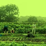 Cultivating Abundance: Auroville’s Organic Farming Practices