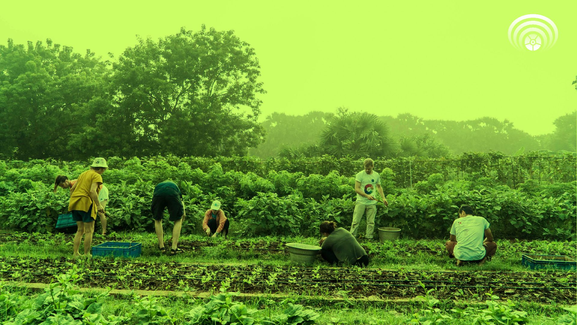 Cultivating Abundance: Auroville's Organic Farming Practices